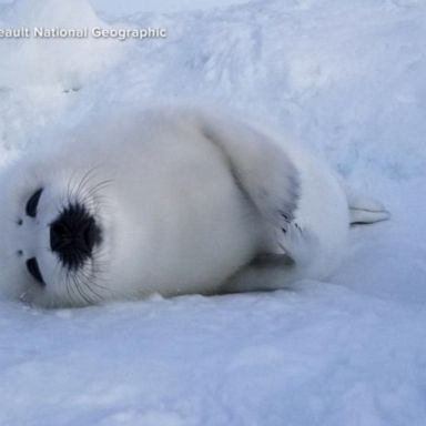 VIDEO: Harp seals struggle to survive as ice melts in Quebec