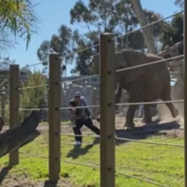 VIDEO: San Diego zoo arrest