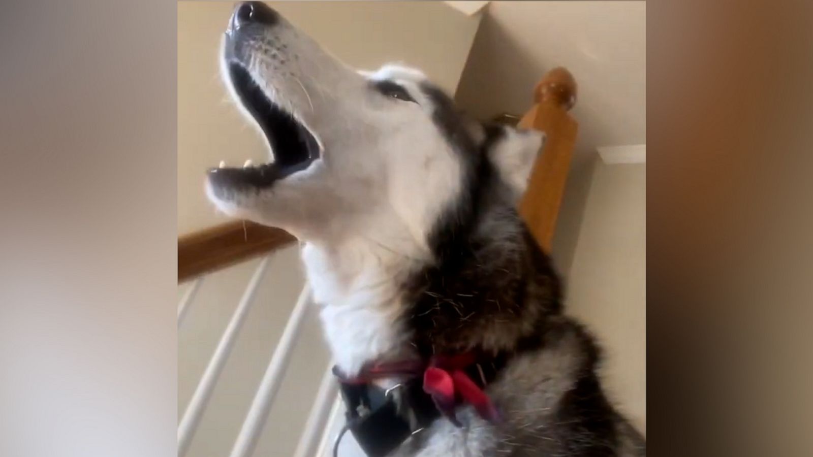 VIDEO: Adorable Siberian Husky mimics owner saying 'I love you'