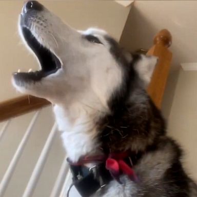 VIDEO: Adorable Siberian Husky mimics owner saying 'I love you'