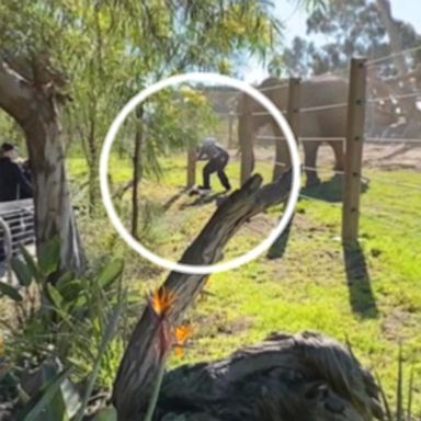 VIDEO: Dad arrested after sneaking toddler into elephant enclosure at zoo