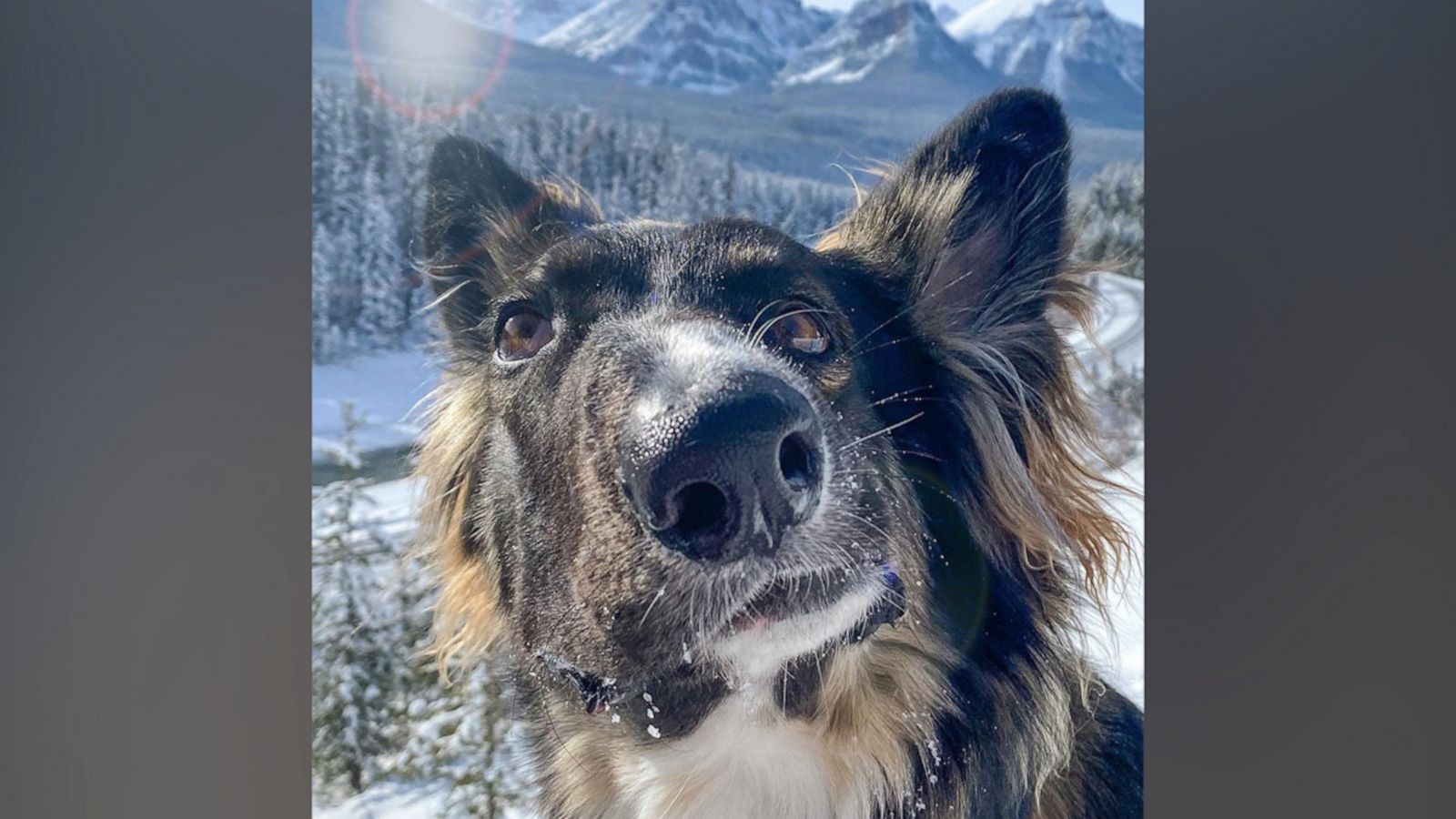 VIDEO: Dog with facial differences inspires people around the world