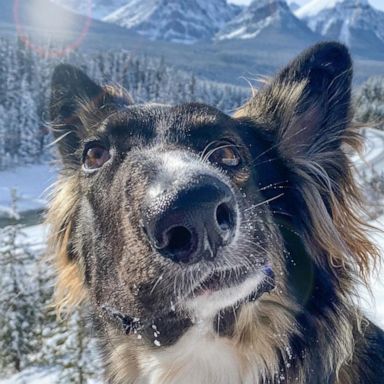 VIDEO: Dog with facial differences inspires people around the world