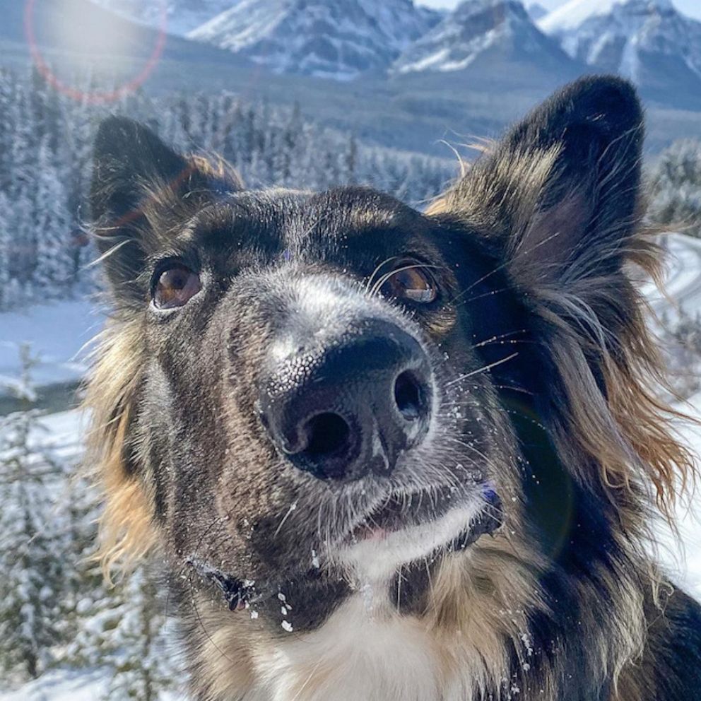 Video Dog with facial differences inspires people around the world - ABC News