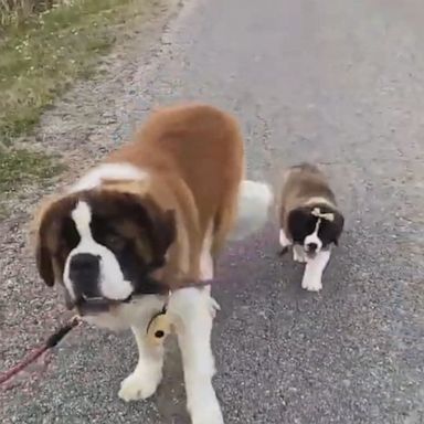 VIDEO: St. Bernard brings younger sister for a walk 