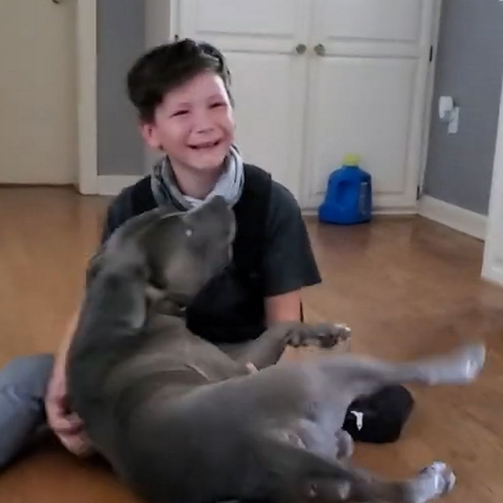 Emotional video of boy reuniting with dog missing for 2 months - Good  Morning America
