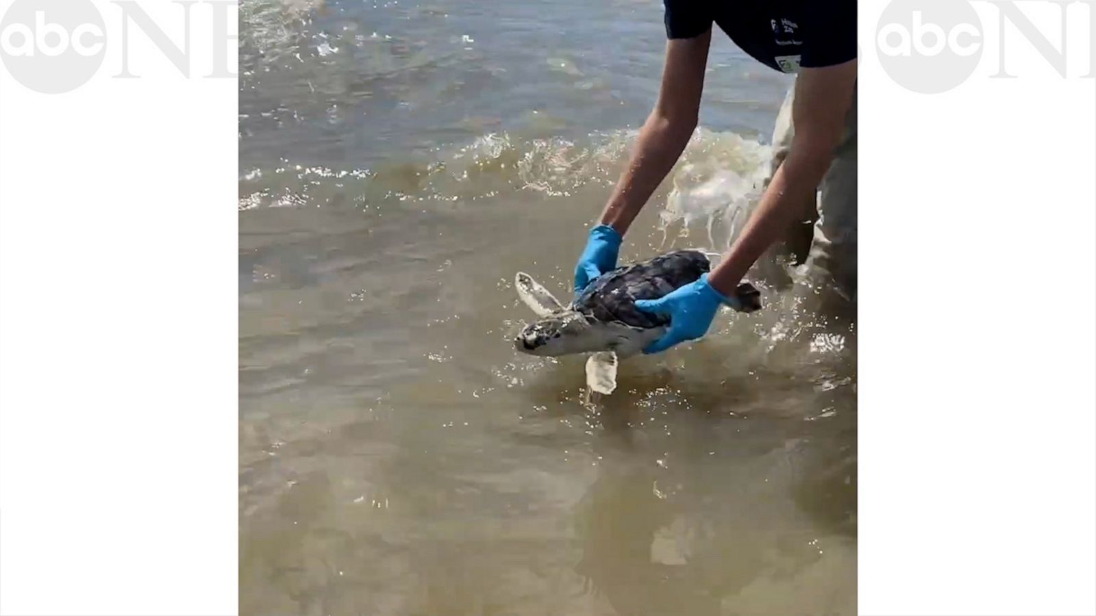 VIDEO: Just keep swimming! Rescued sea turtles swim home after months of rehabilitation