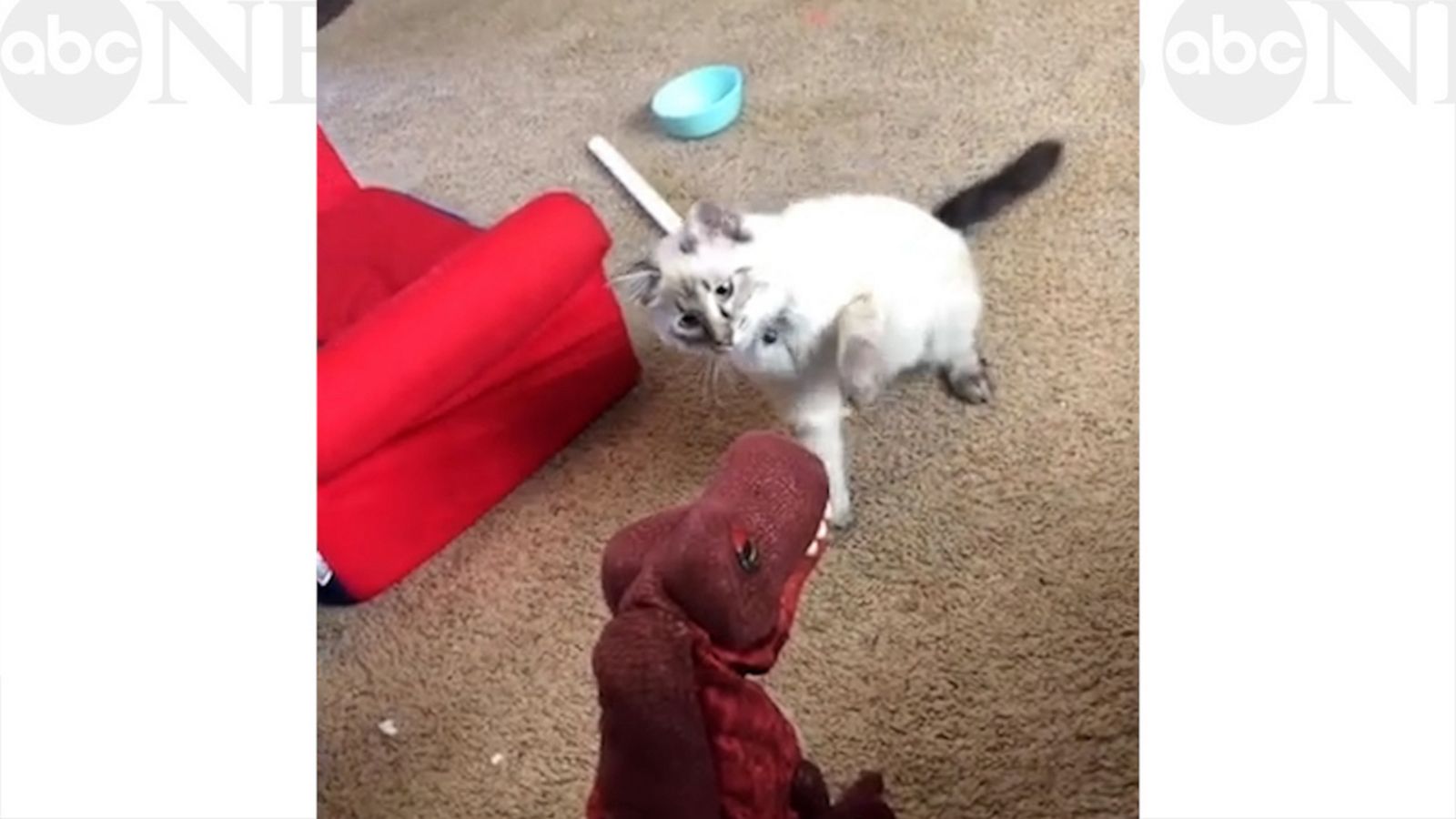 VIDEO: Cat vs. Tyrannosaurus rex