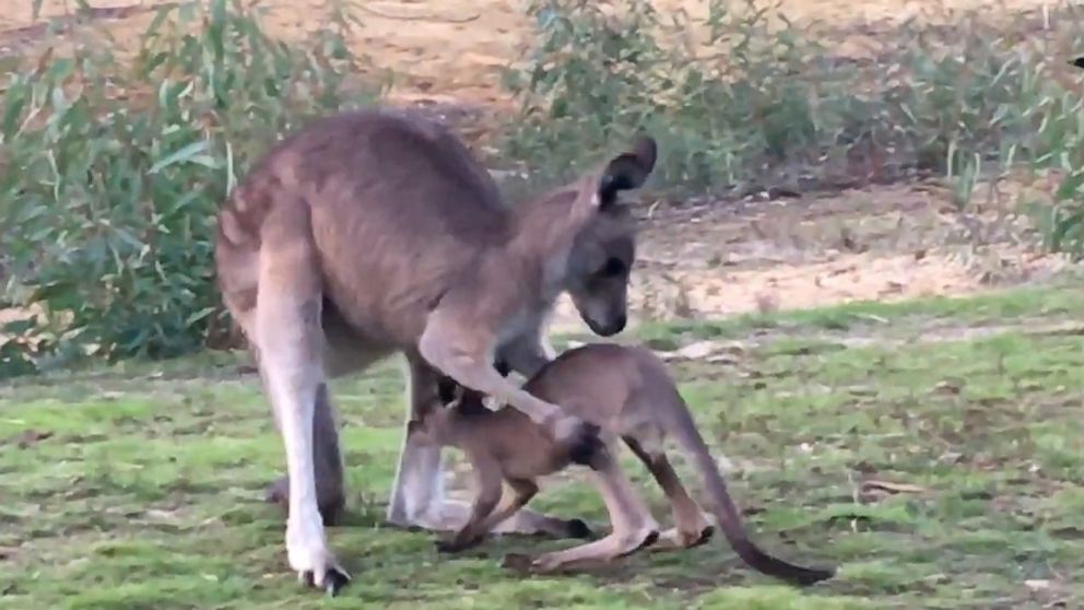 Watch what happens when an adorable baby kangaroo tries to go in