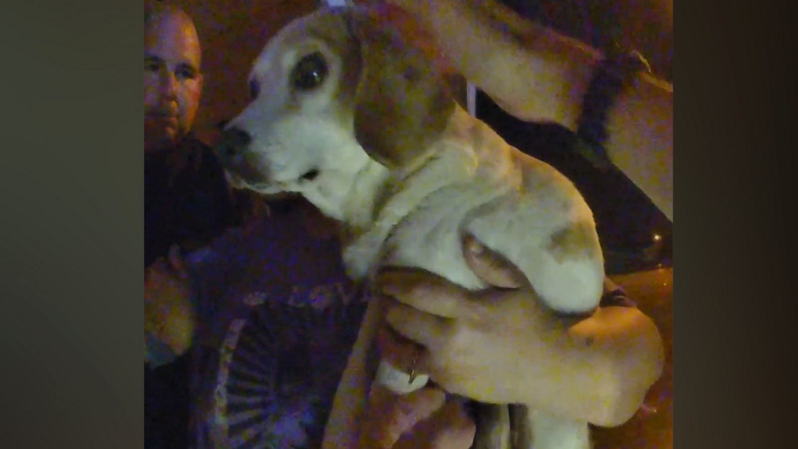 VIDEO: Beagle rescued from floodwaters