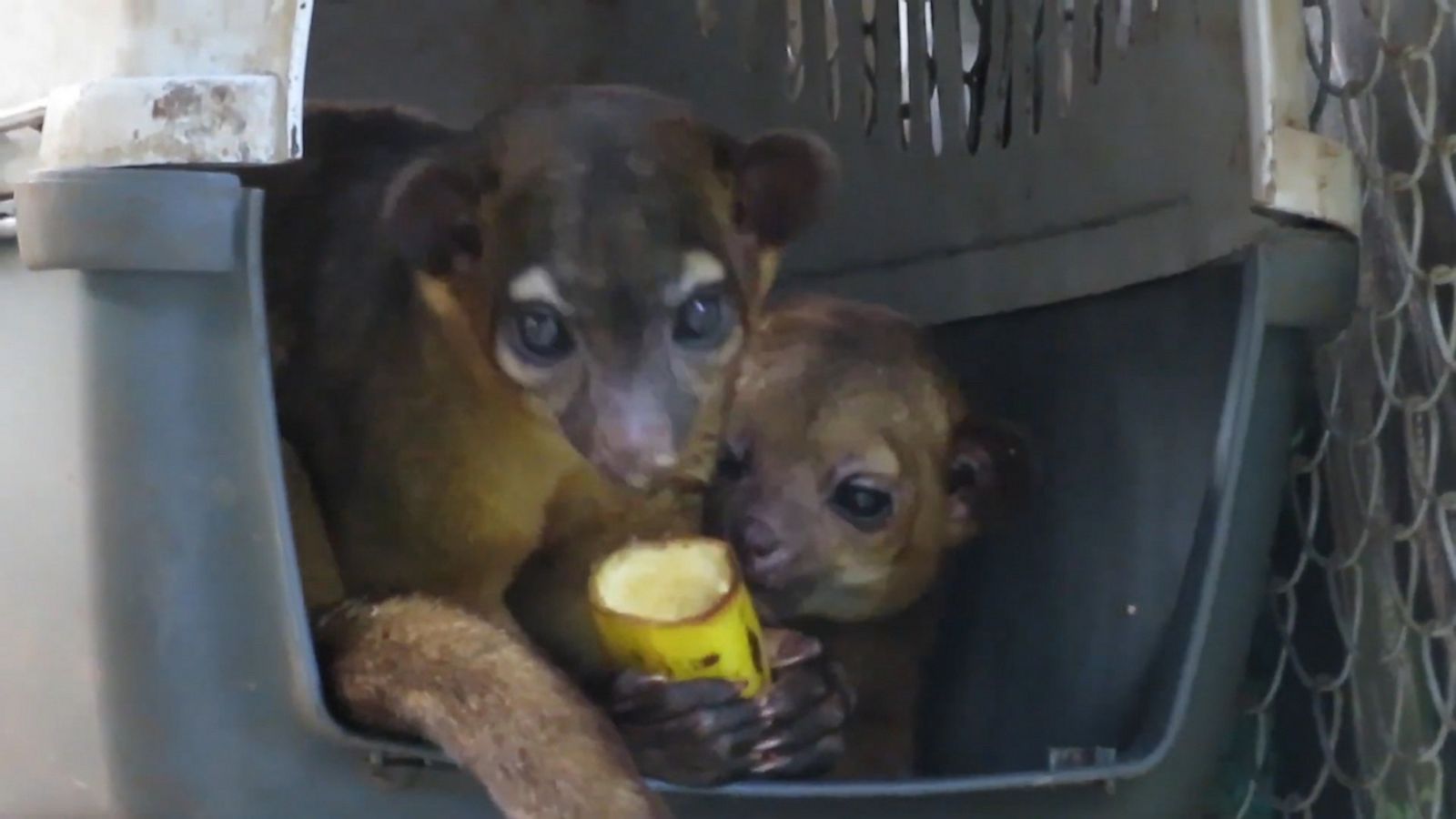 VIDEO: Kinkajou hilariously refuses to share food at wildlife sanctuary