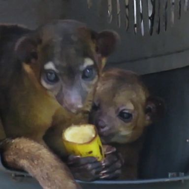 VIDEO: Kinkajou hilariously refuses to share food at wildlife sanctuary