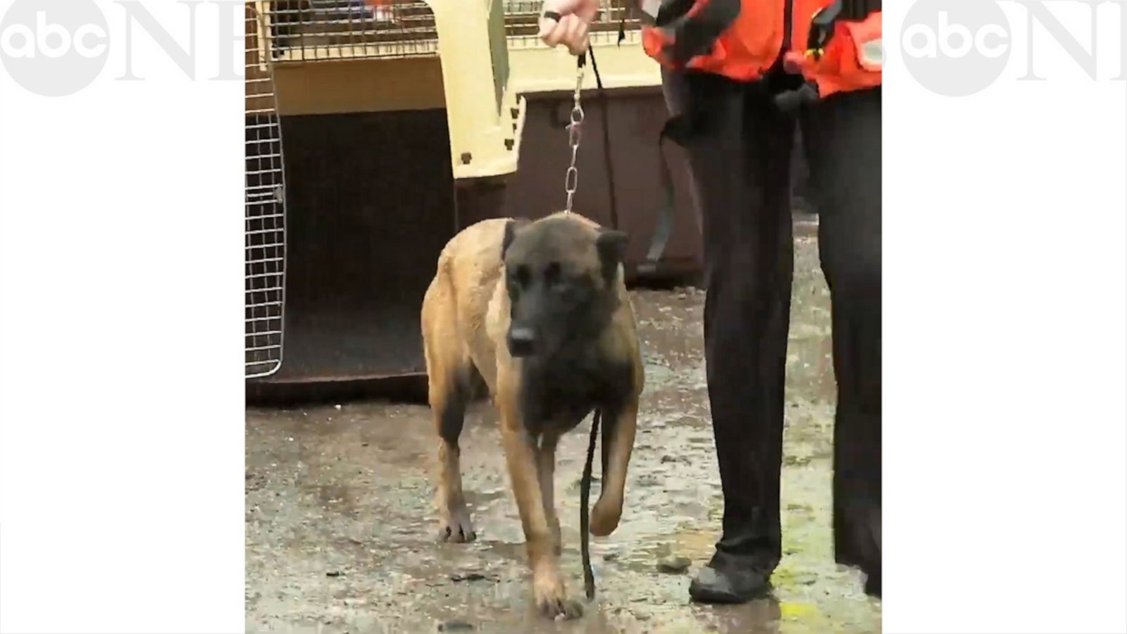 VIDEO: Australian rescue crew saves 20 dogs from flood waters