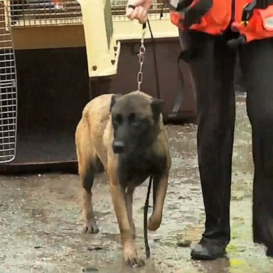 VIDEO: Australian rescue crew saves 20 dogs from flood waters