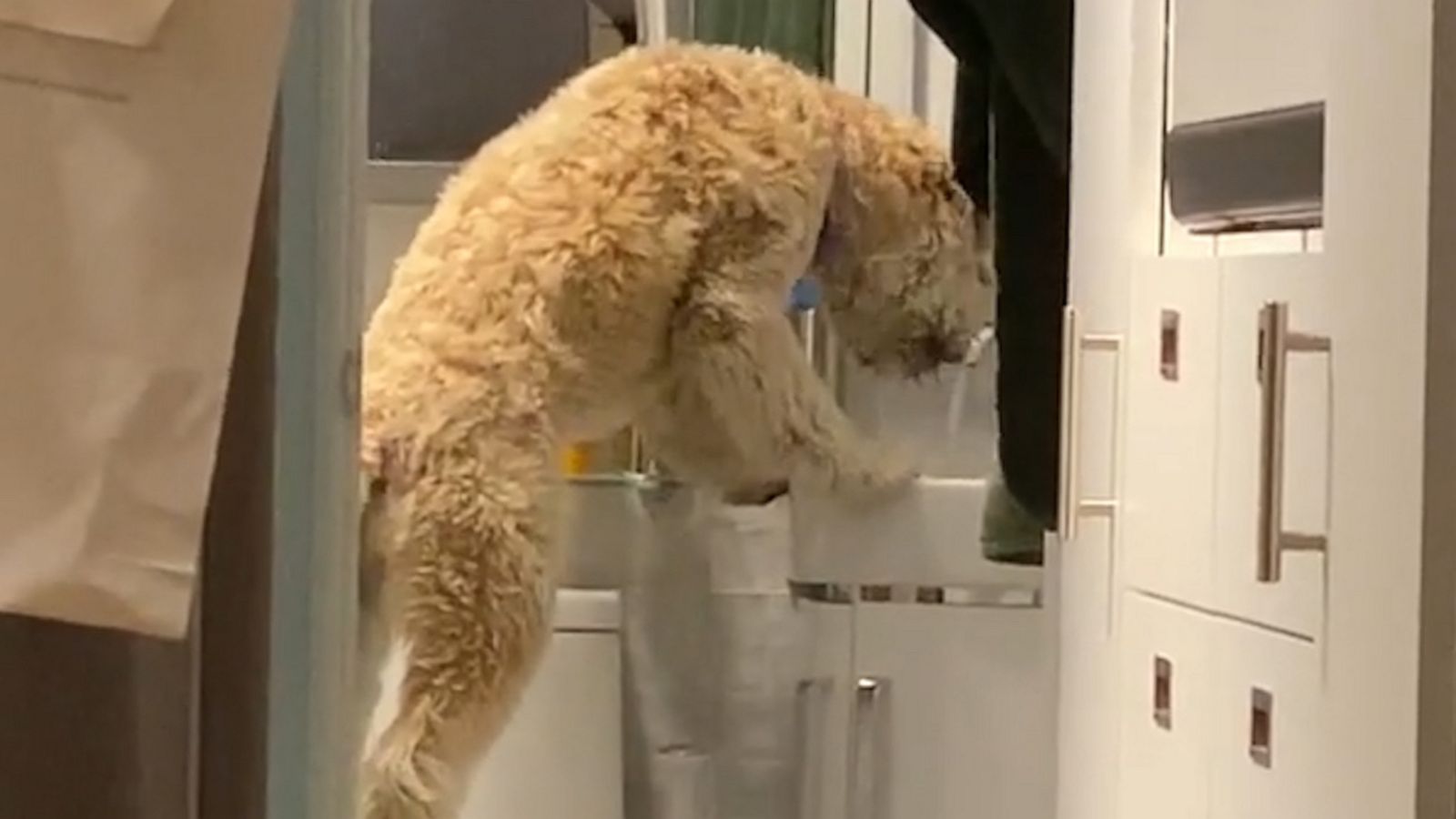 VIDEO: Ingenious Terrier loves standing on the toilet to drink from the bathroom sink