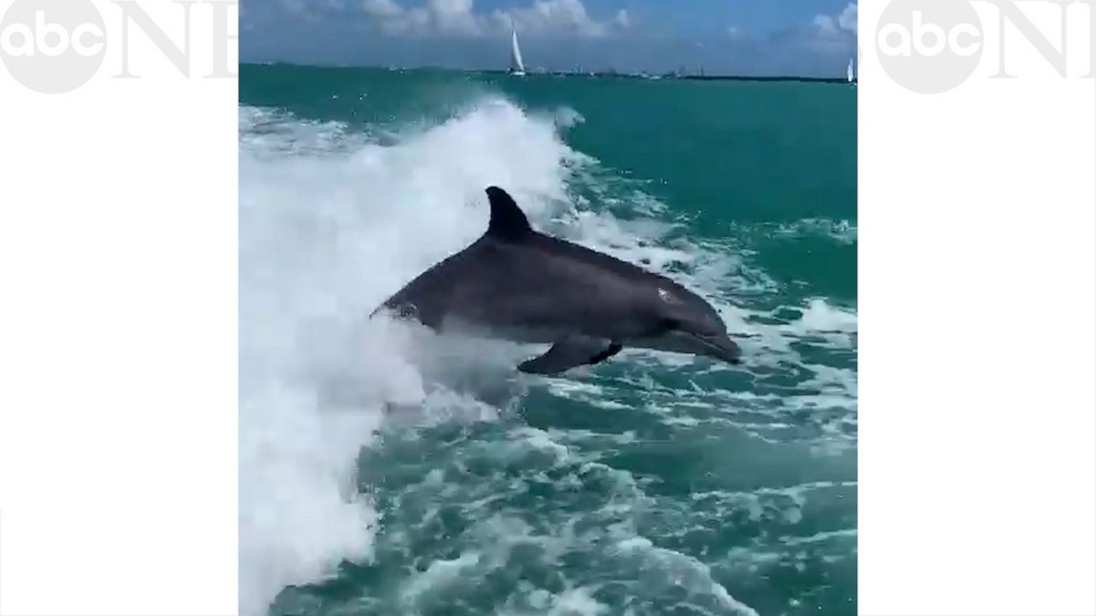 VIDEO: These playful dolphins are jumping for joy!