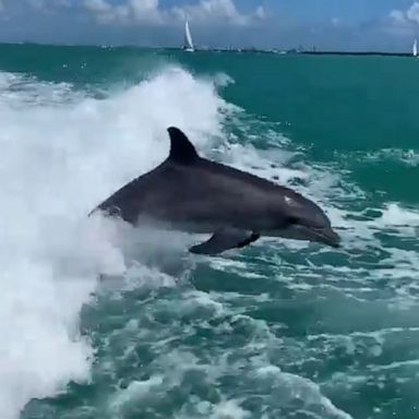 VIDEO: These playful dolphins are jumping for joy!