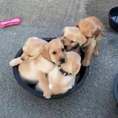 VIDEO: Adorable puppies try to fit in tiny bucket