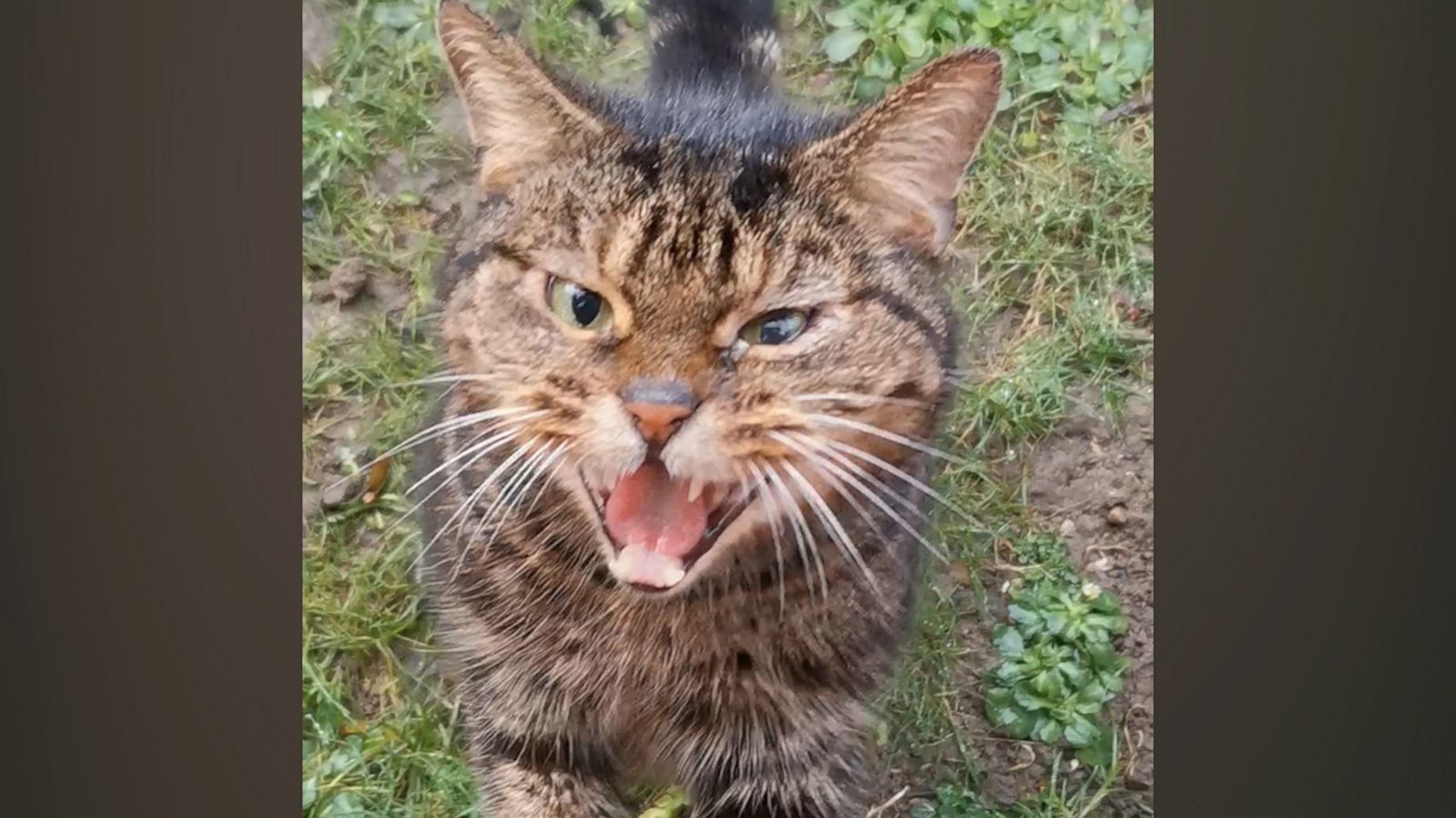 VIDEO: Angry feral cat goes viral after woman documents their unlikely friendship