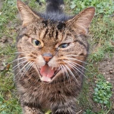 VIDEO: Angry feral cat goes viral after woman documents their unlikely friendship