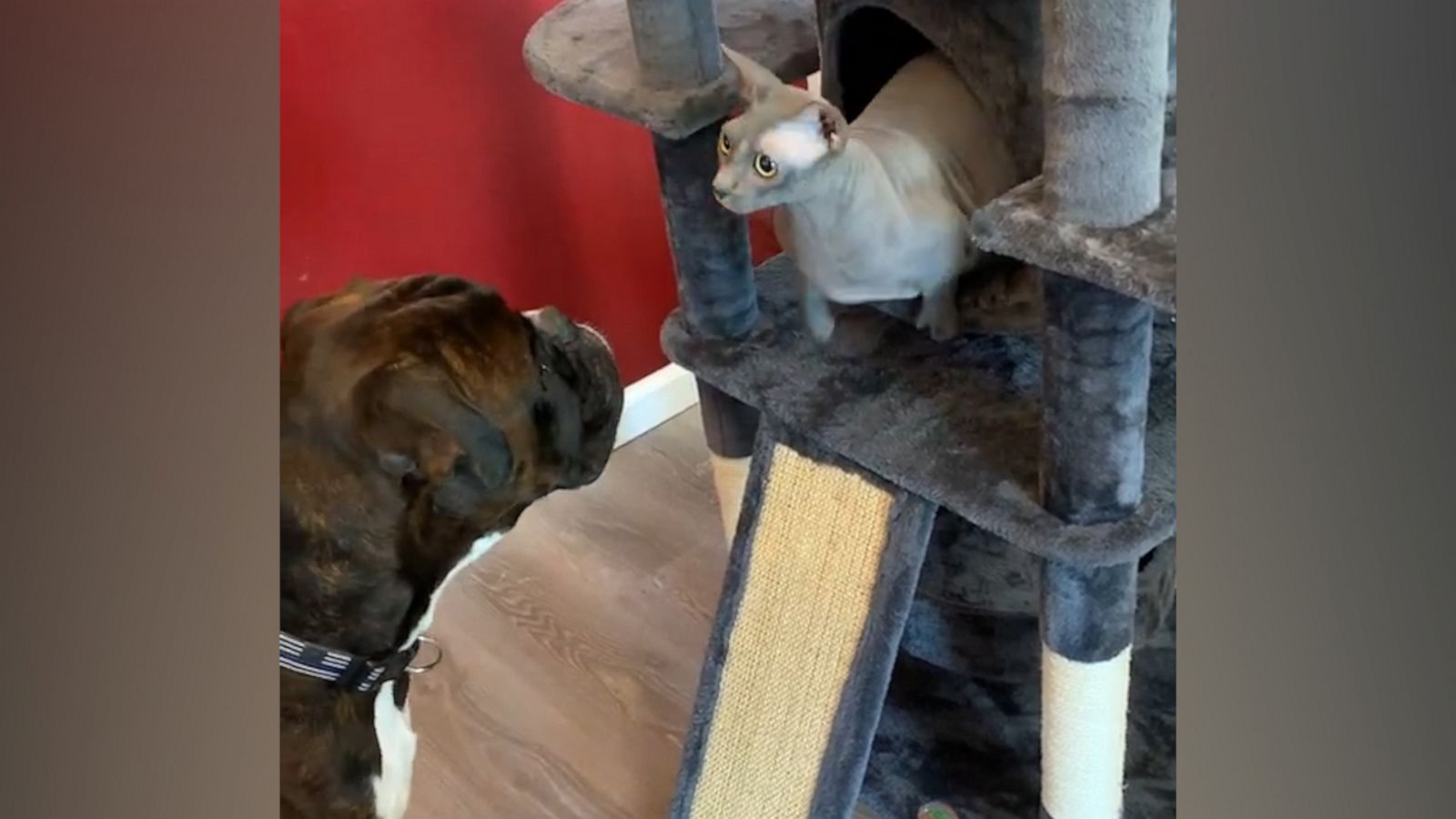 VIDEO: Boxer dog gets faked out by hairless cat