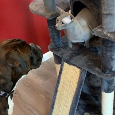 VIDEO: Boxer dog gets faked out by hairless cat 