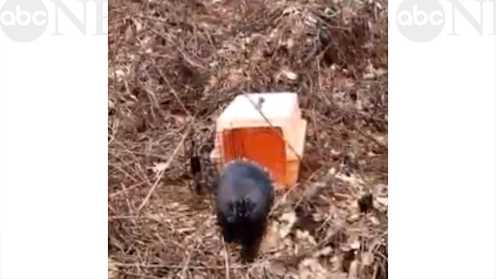 VIDEO: Porcupine released into the wild after winter-long rehabilitation