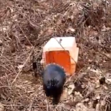 VIDEO: Porcupine released into the wild after winter-long rehabilitation 