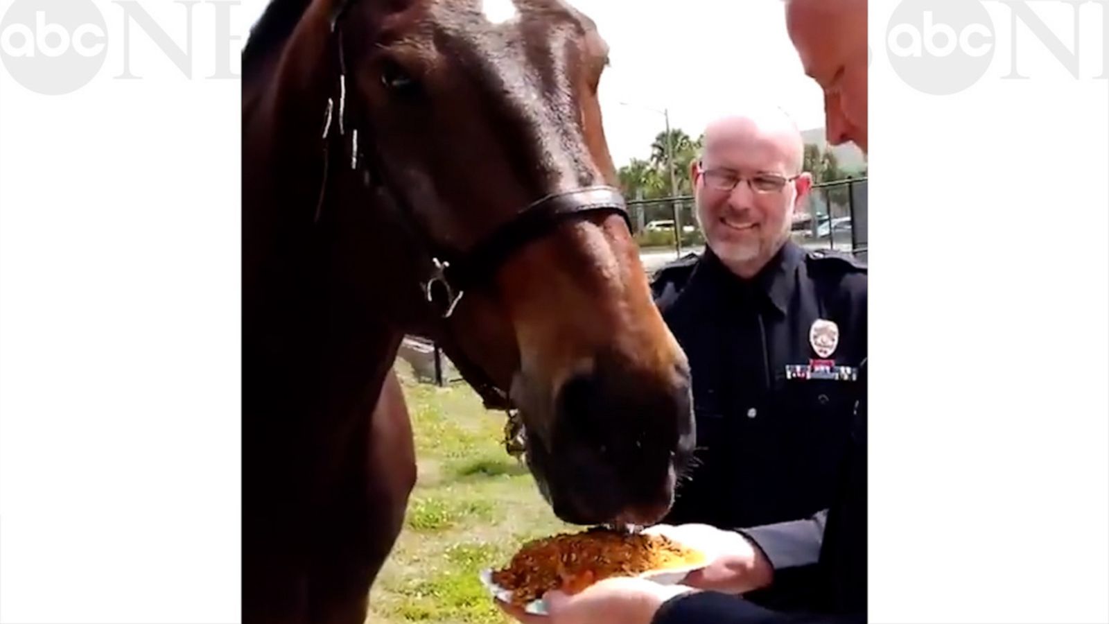 VIDEO: 'He's not known for his table manners!' Police horse celebrates retirement with cake