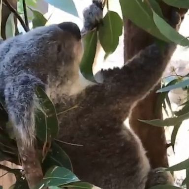 VIDEO: Koala falls asleep while eating eucalyptus