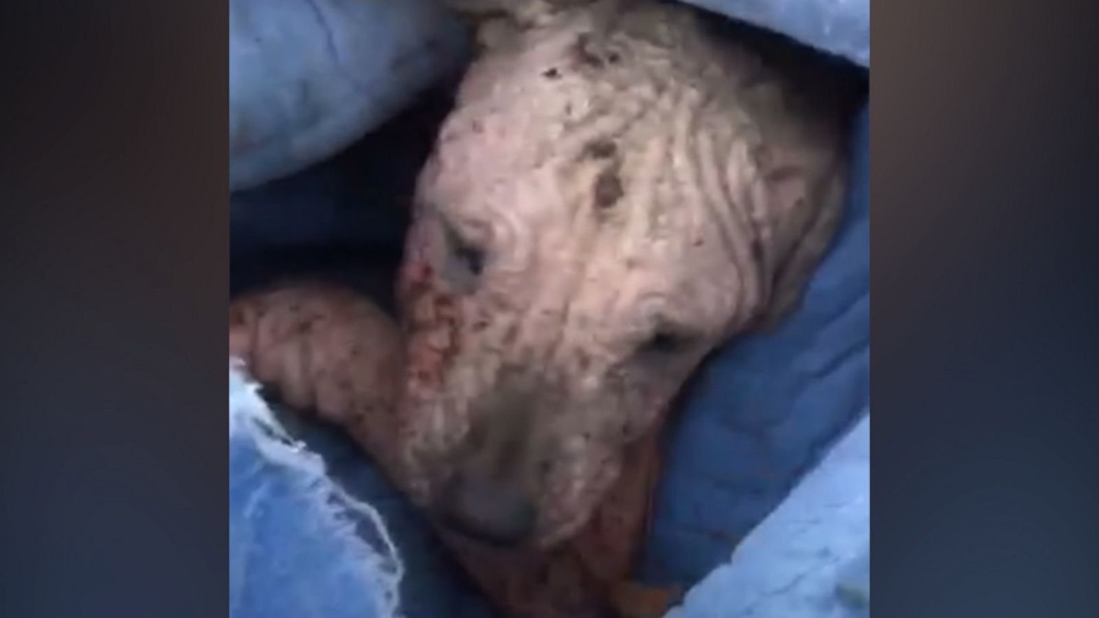 VIDEO: Precious pup was left in a box to die, but these women were determined to save her