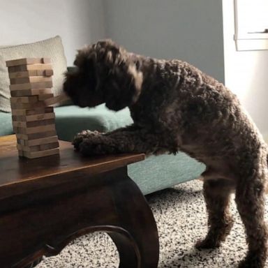 VIDEO: Watch this dog put his 'best paw forward' during game night