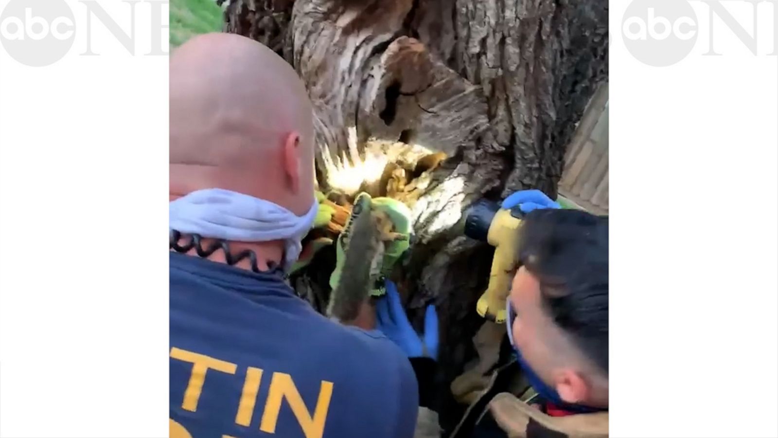 VIDEO: Texas firefighters rescue squirrel stuck head first in tree