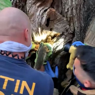 VIDEO: Texas firefighters rescue squirrel stuck head first in tree