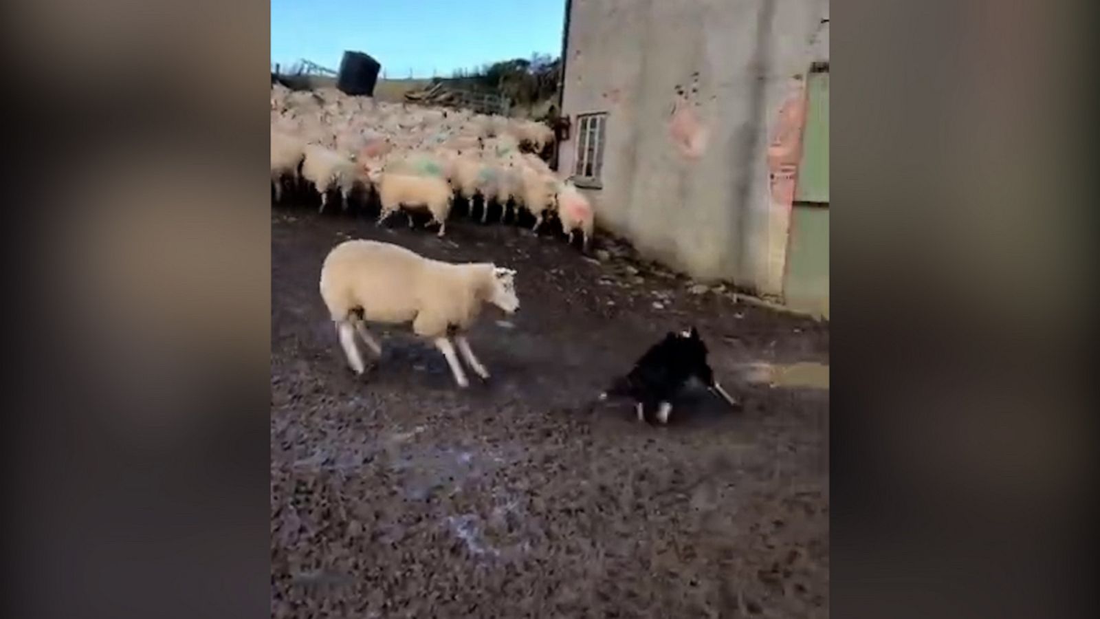 VIDEO: Sheep scares dog away from herd