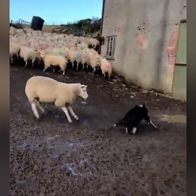 VIDEO: Sheep scares dog away from herd