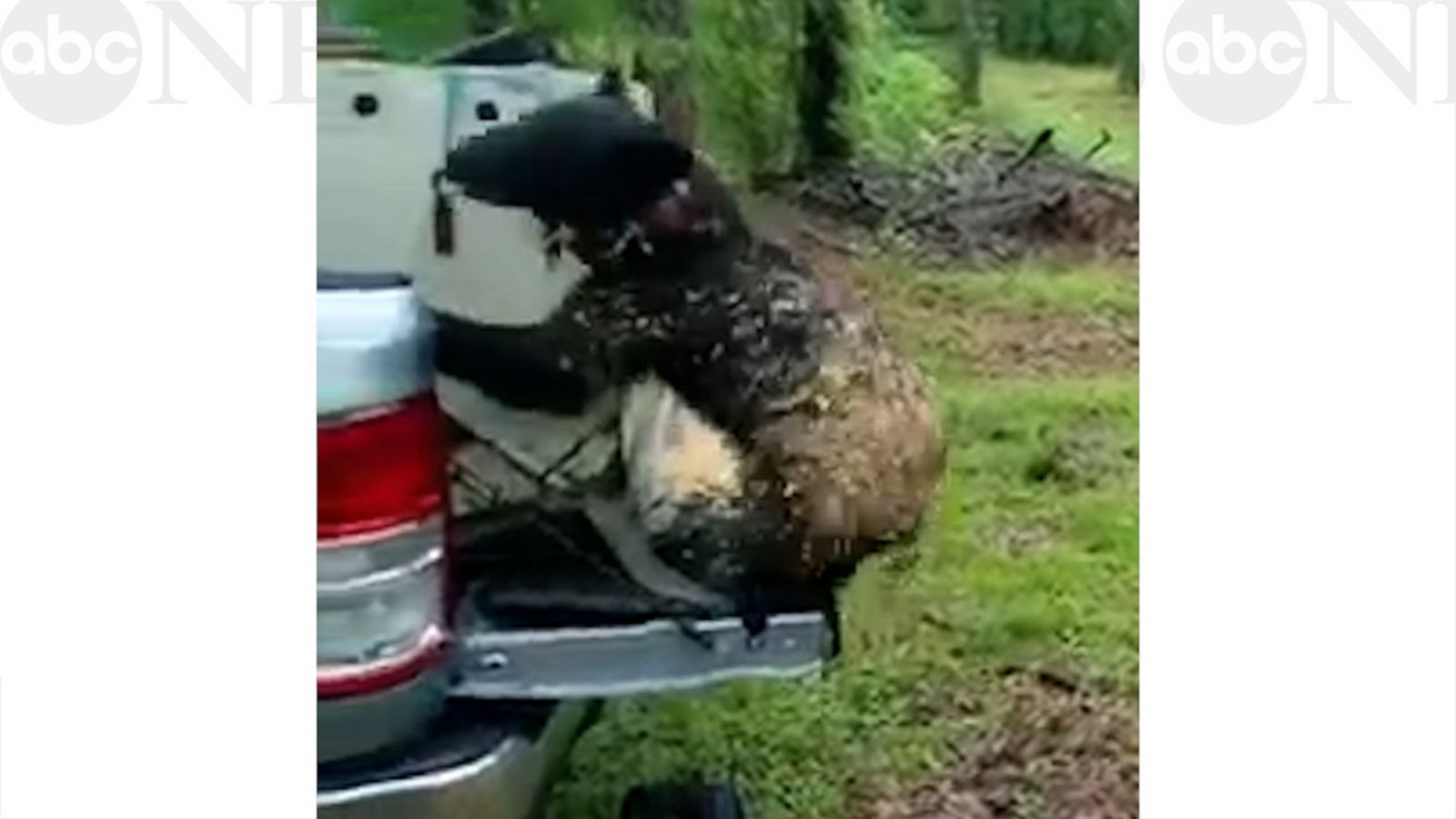 VIDEO: Bear cub released into wild after 6 months of rehabilitation