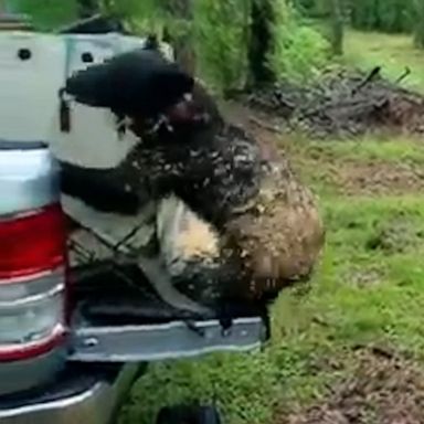 VIDEO: Bear cub released into wild after 6 months of rehabilitation