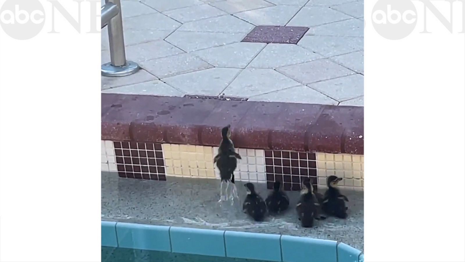 VIDEO: Trapped ducklings get an assist out of a swimming pool