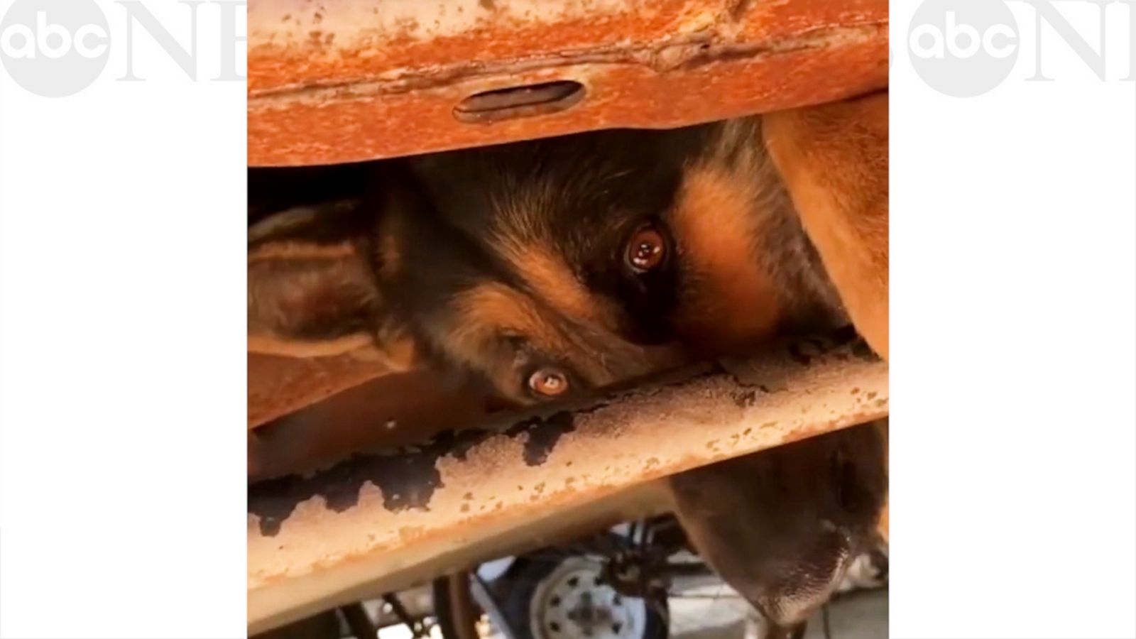 VIDEO: Trapped German Shepherd stuck in truck's undercarriage rescued