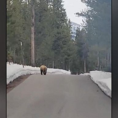 VIDEO: Hiker escapes bear face-off, experts warn encounters may be on the rise