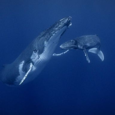 VIDEO: New National Geographic series looks at 'Secrets of the Whales'