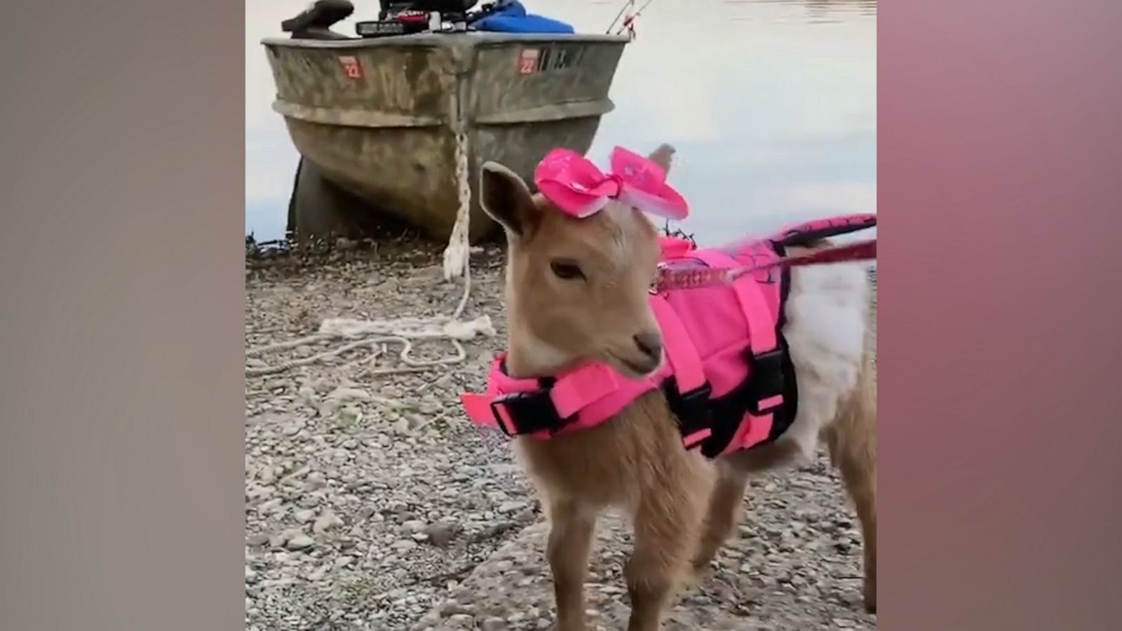 VIDEO: Baby goat wears pink life vest for first boat trip