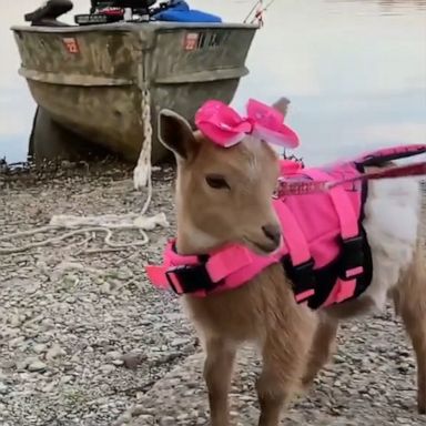 VIDEO: Baby goat wears pink life vest for first boat trip 