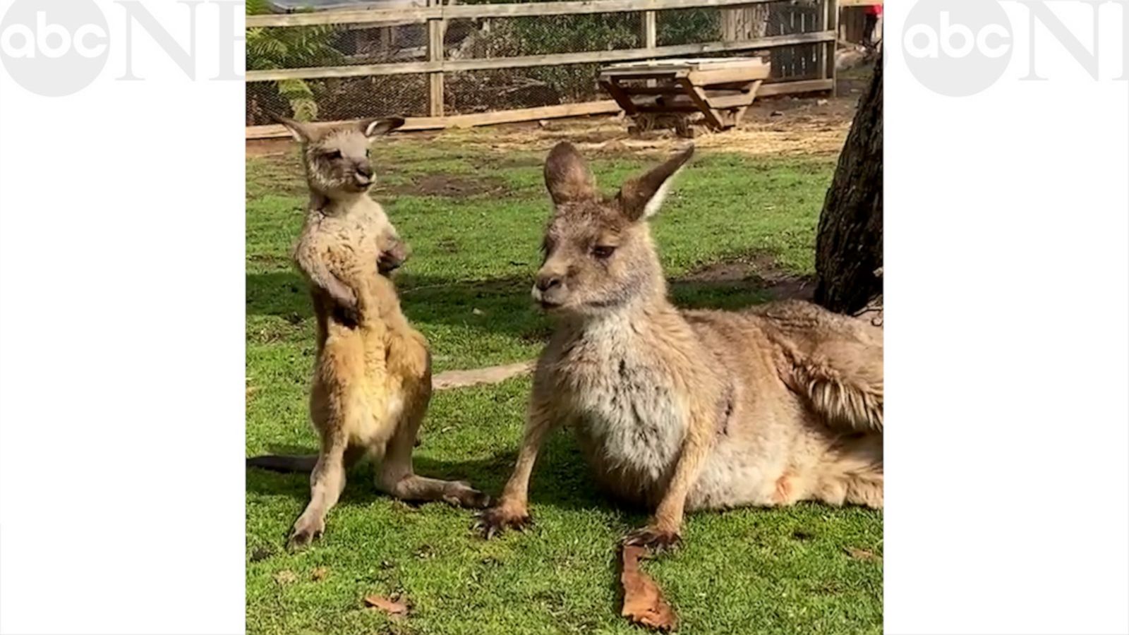 VIDEO: This young kangaroo scratching their belly while sunbathing is a total mood