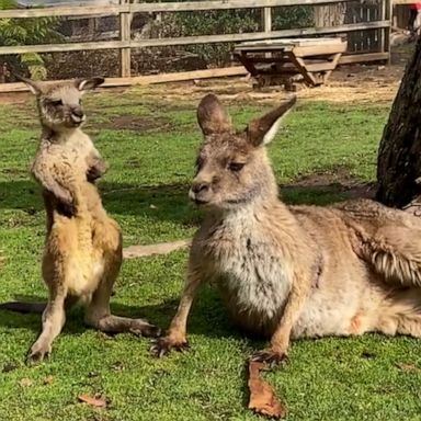 VIDEO: This young kangaroo scratching their belly while sunbathing is a total mood