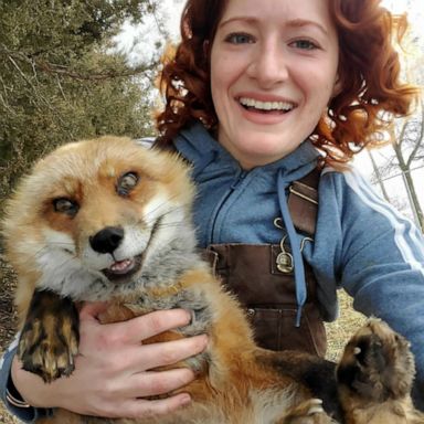 VIDEO: Fox rescuer on a mission to educate people on the exotic pet trade