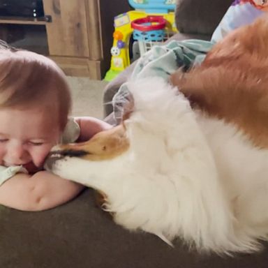 VIDEO: Dog showers baby best friend with tons of kisses