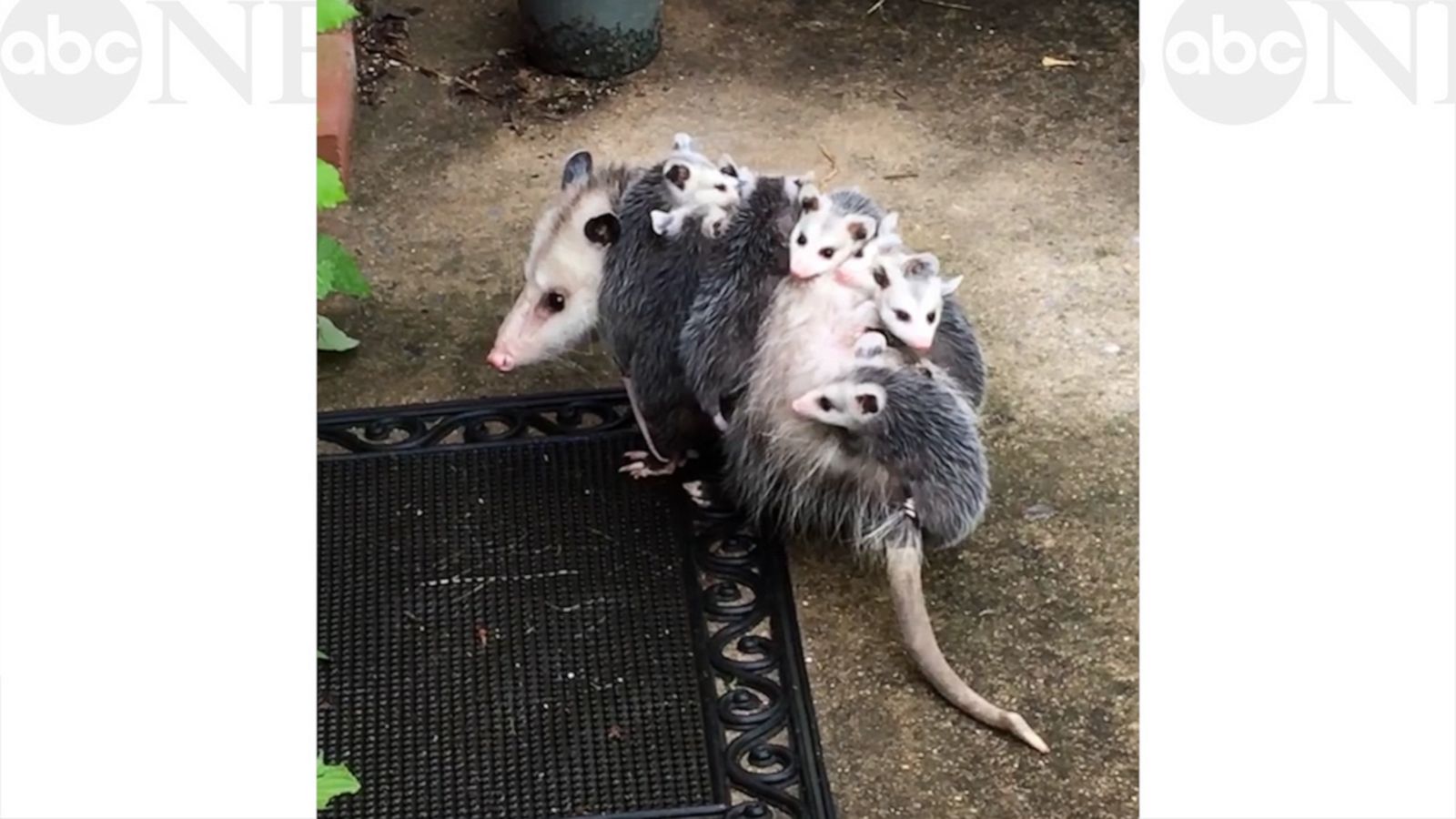 VIDEO: Opossum babies hitch a ride on Mama’s back