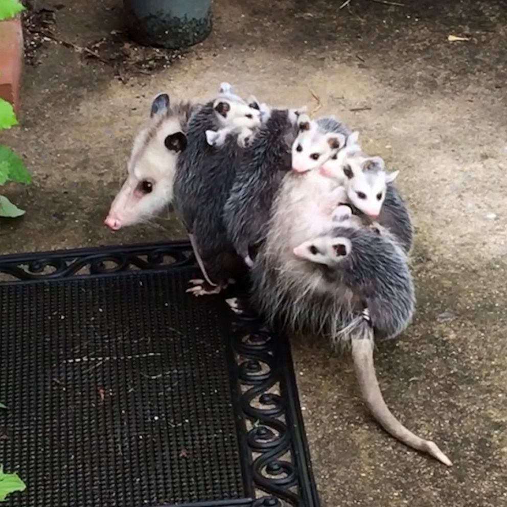 Opossum babies hitch a ride on Mama's back - Good Morning America
